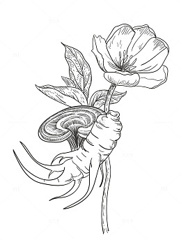 人参灵芝白池花线稿手绘矢量图