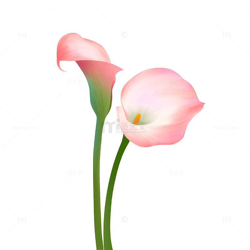 马蹄莲春天手绘植物元素