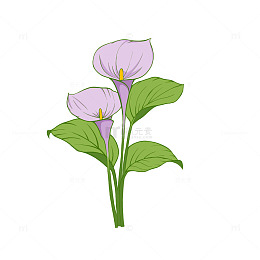 马蹄莲春天紫色花卉手绘