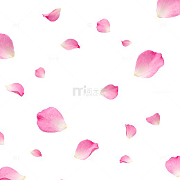 粉色玫瑰花瓣背景设计素材