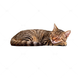 惬意睡猫特写