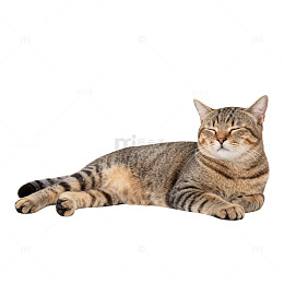 慵懒花猫惬意休息