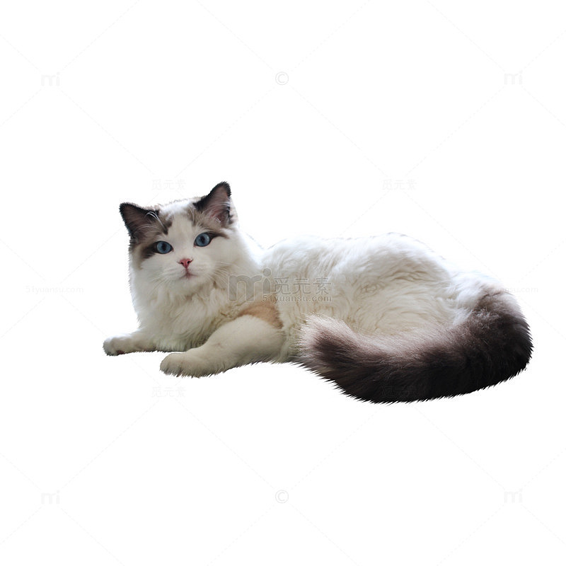 布偶猫卡通形象
