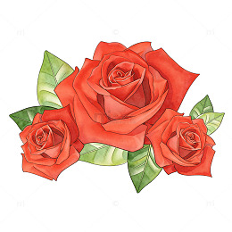 红色手绘插画玫瑰