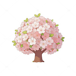 盛开的樱花树