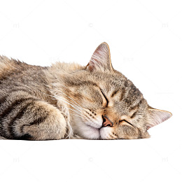 睡眠猫咪特写片