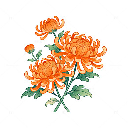 菊花插画素材