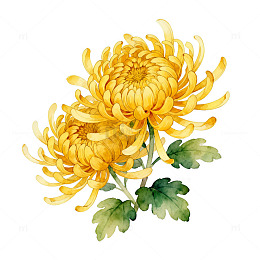 黄色菊花水彩画
