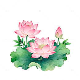 水彩荷花淡雅插画