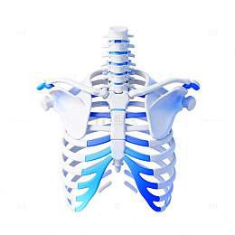 人体骨骼3D模型解剖图