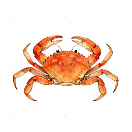 透明背景螃蟹插画素材