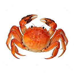 螃蟹插画写实海鲜素材