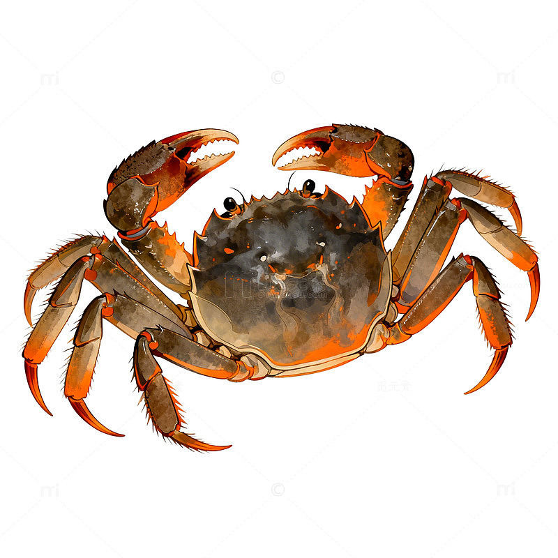 螃蟹插画素材