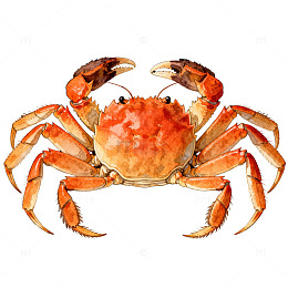 鲜蟹美食宣传海报设计