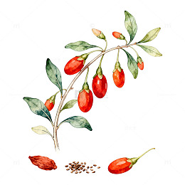 水彩枸杞植物插画设计素材