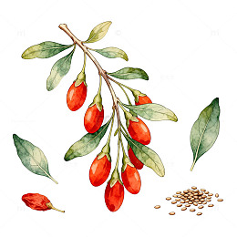 水彩画枸杞枝叶果实插画素材