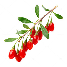 枸杞枝特写植物素材