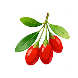 鲜艳枸杞插画设计元素