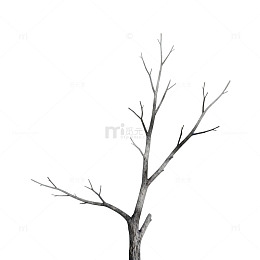 枯树枝简约艺术