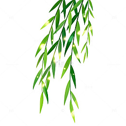 柳枝春天插画素材