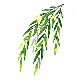 绿色柳枝插画素材