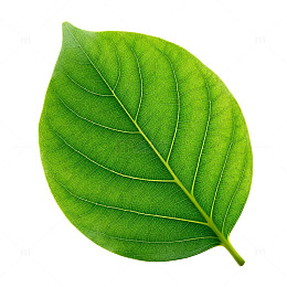 绿叶植物自然生态片