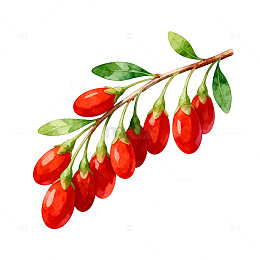 水彩风格枸杞插画