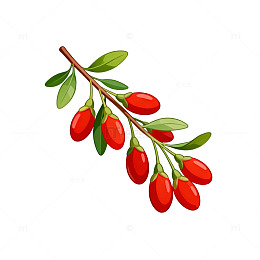 卡通枸杞枝插图