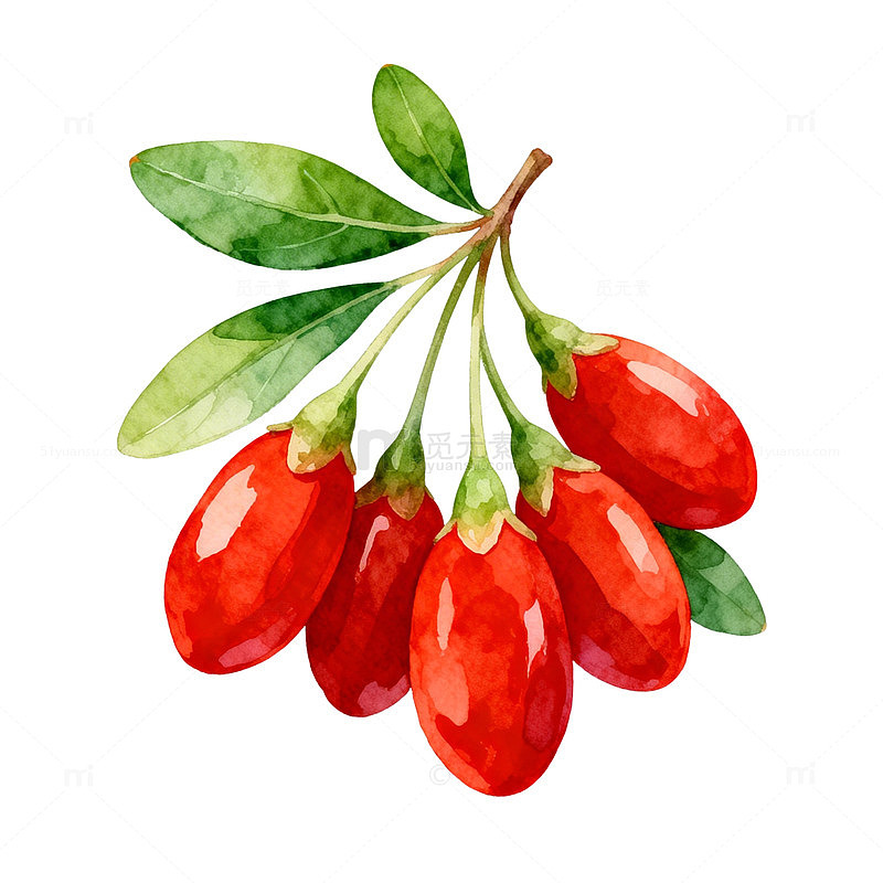 水彩画枸杞果实插画素材