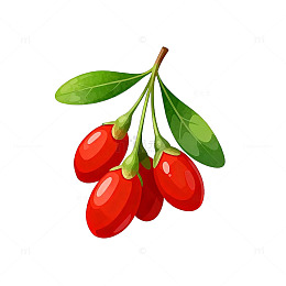 鲜艳枸杞插画素材