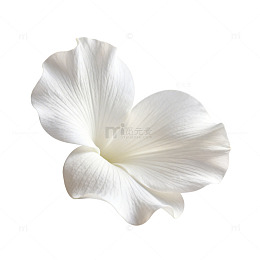 纯白花朵特写