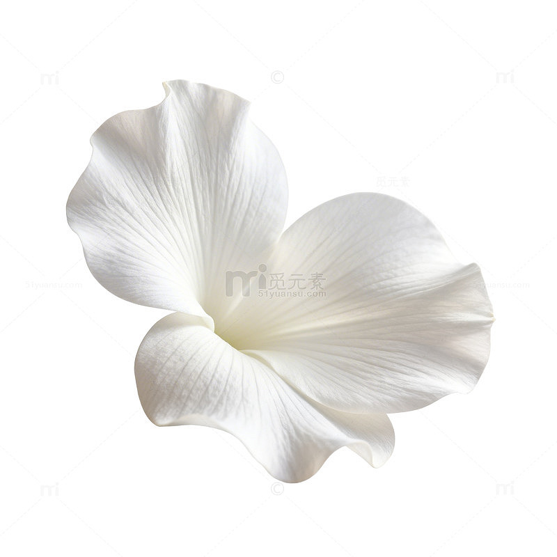 纯白花朵特写