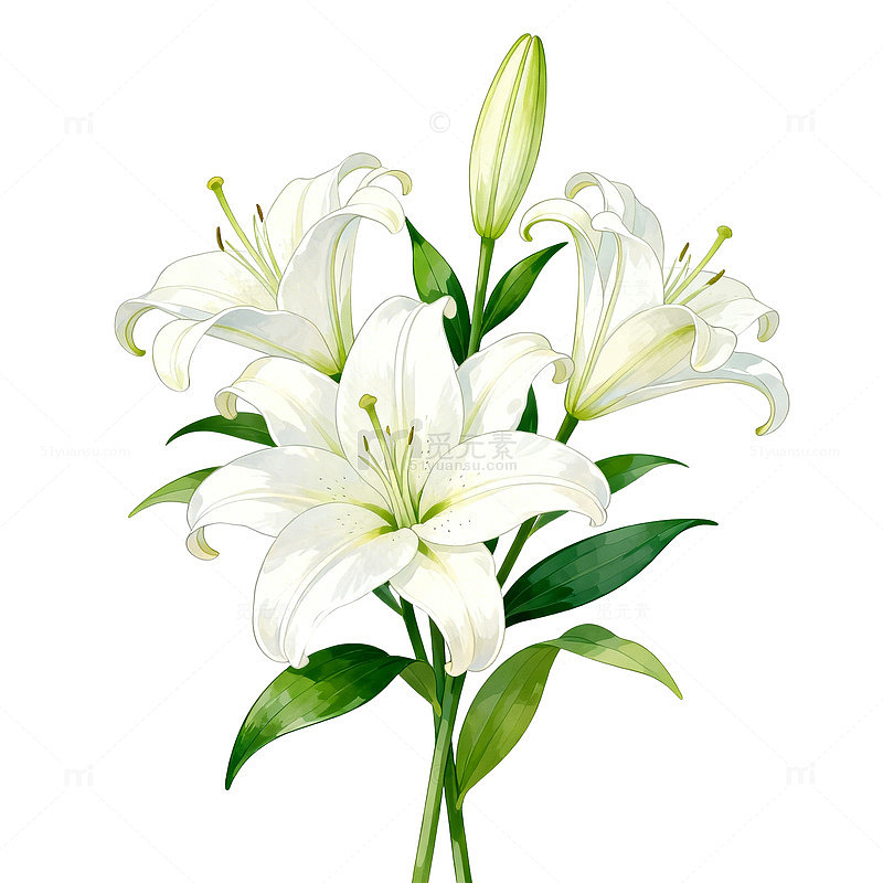 百合花插画素材