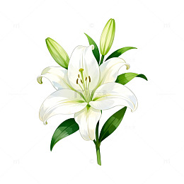 百合花插画设计素材