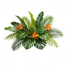 热带植物花卉盆栽装饰素材