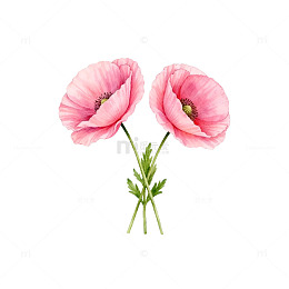 粉色虞美人透明背景图