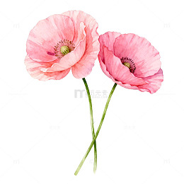 粉色虞美人花卉插画
