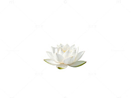 睡莲静水自然片