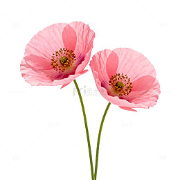 粉红花朵特写片