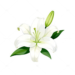 手绘白色百合花插画素材