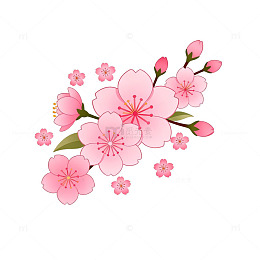粉色樱花插画设计素材