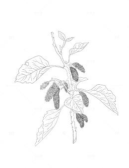 桑葚手绘线稿线条画植物矢量图