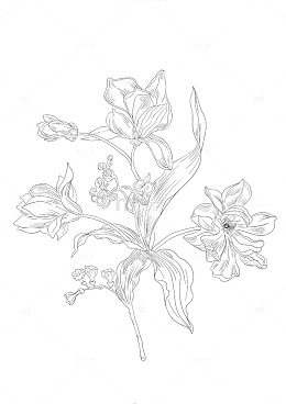 玉兰花手绘线稿线条画植物矢量图