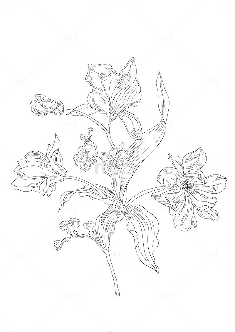 玉兰花手绘线稿线条画植物矢量图