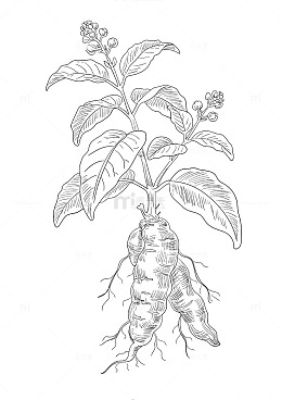 何首乌手绘线条画矢量图