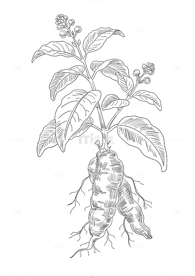 何首乌手绘线条画矢量图