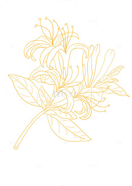 金银花手绘线条画矢量图