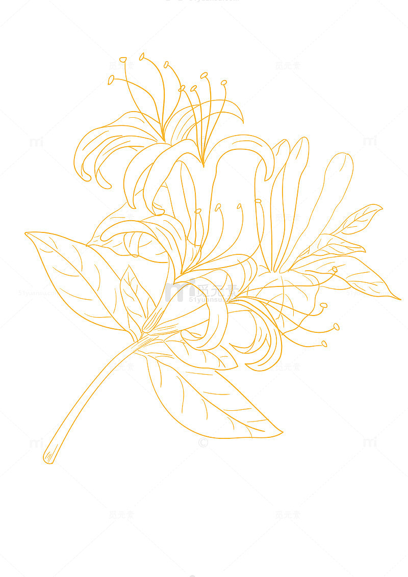 金银花手绘线条画矢量图
