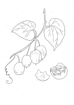 罗汉果手绘线条画矢量图