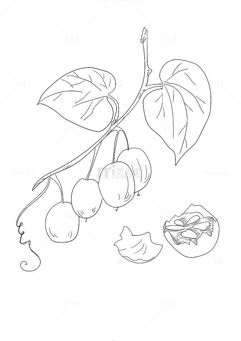 罗汉果手绘线条画矢量图